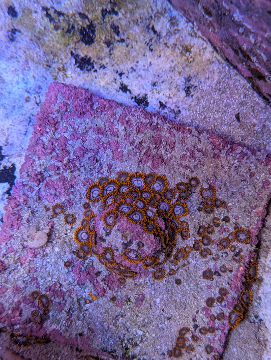 Unknow zoas