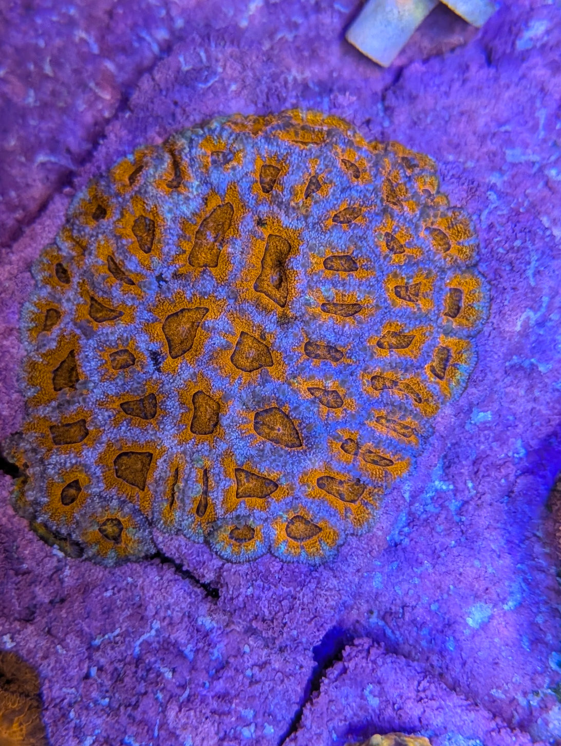 Red and Blue acans