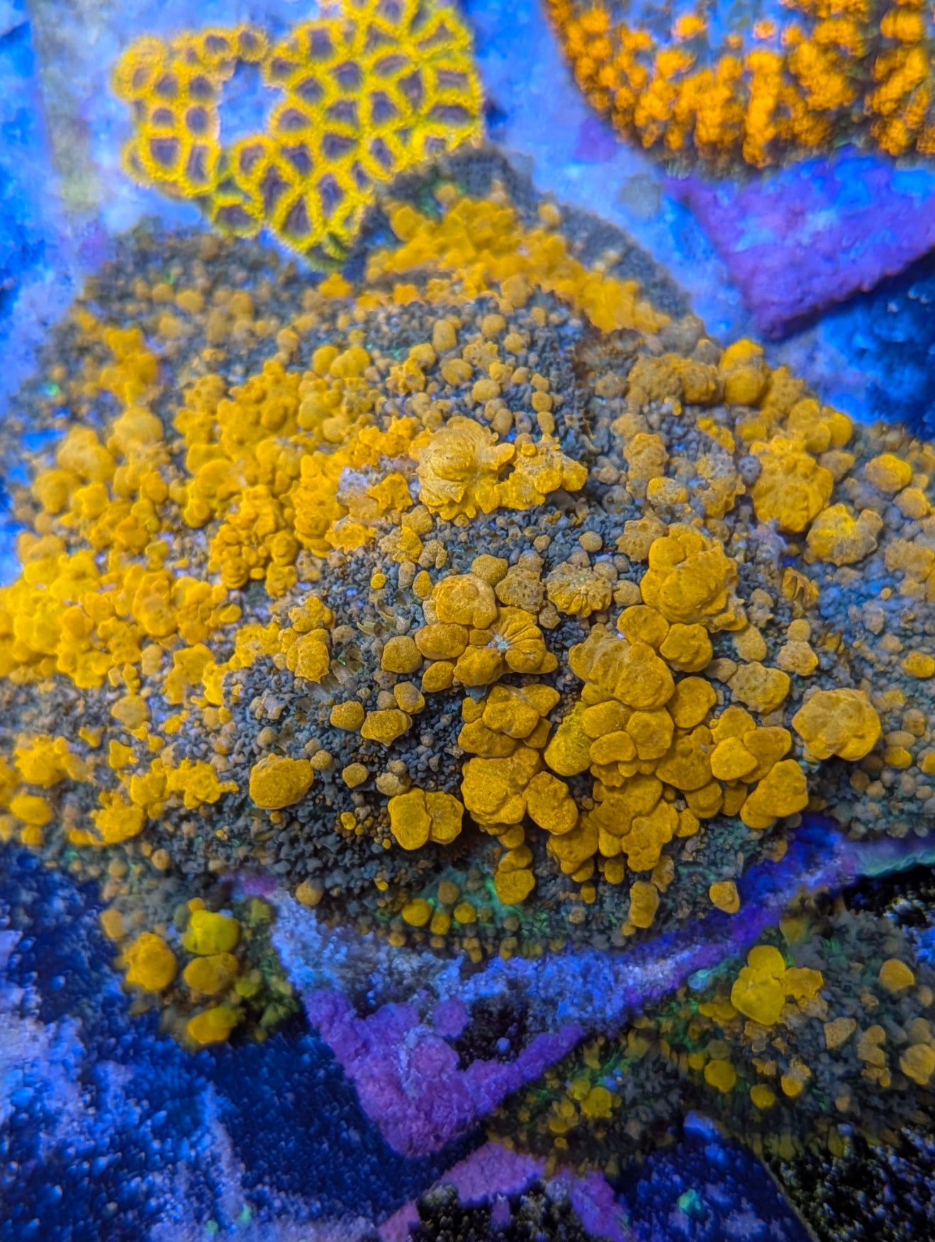 Sunkist bounce mushroom