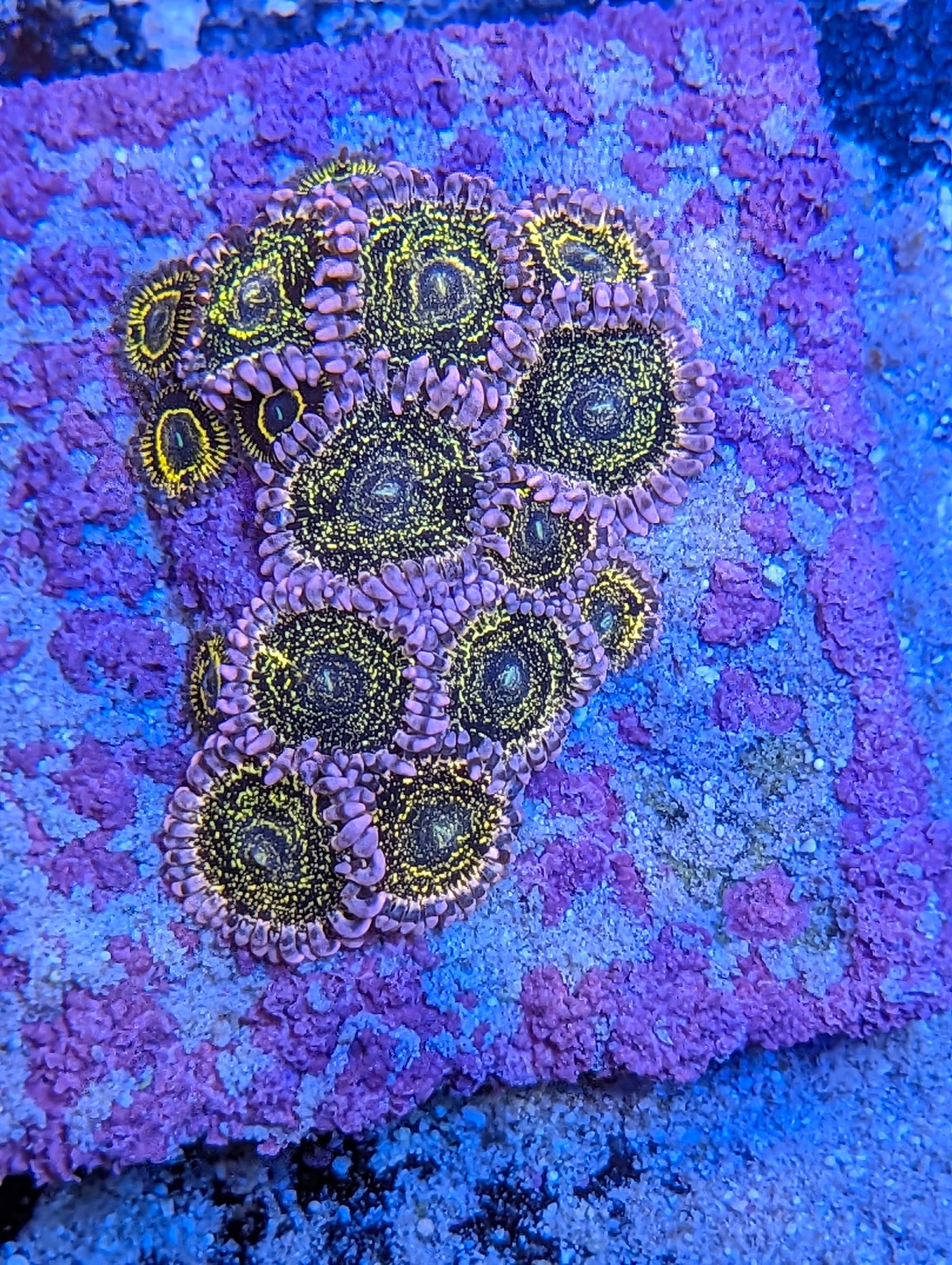 Stratosphere Zoas