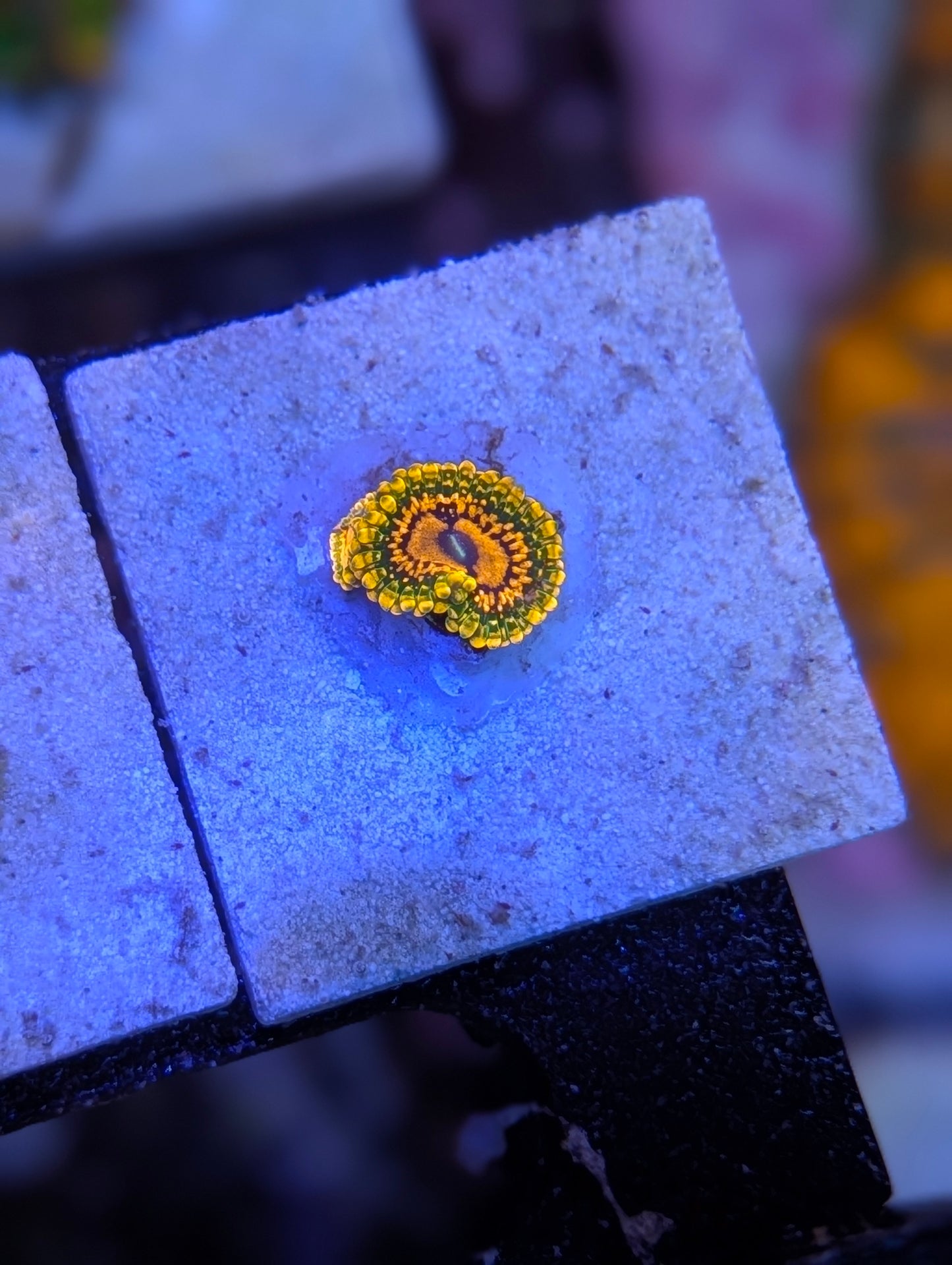 GMK - Grandmaster Krakatoas Zoas