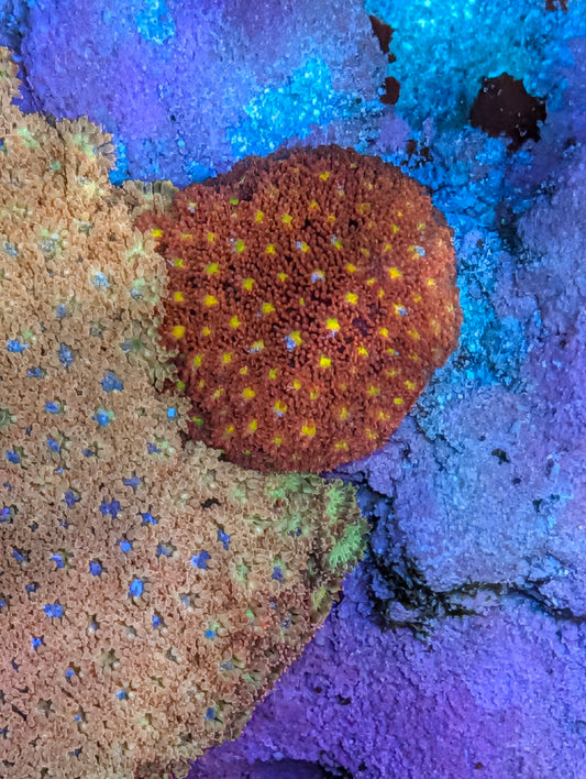 Pink and yellow goni
