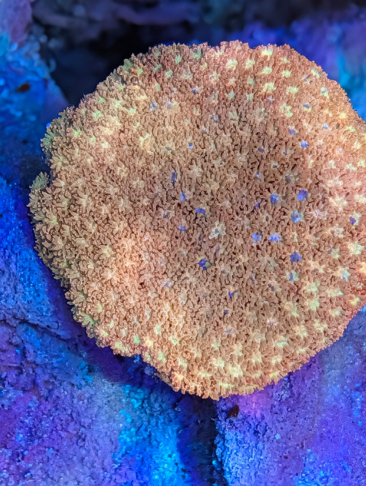 Pink and yellow goni