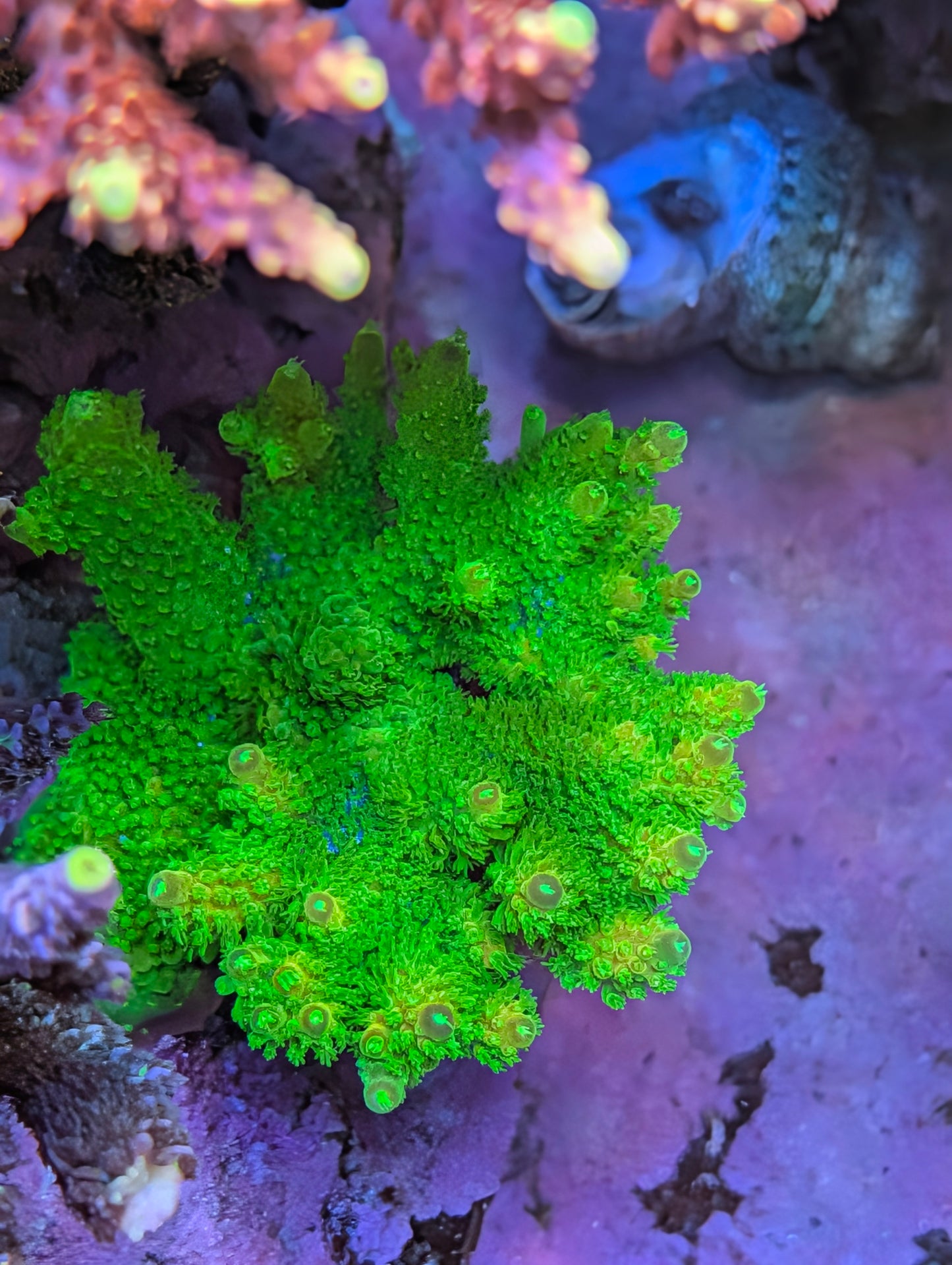 Humilis acro