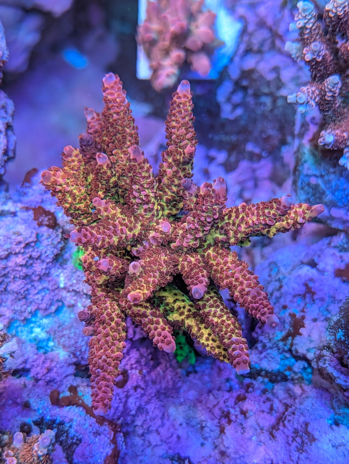 Copper Flame