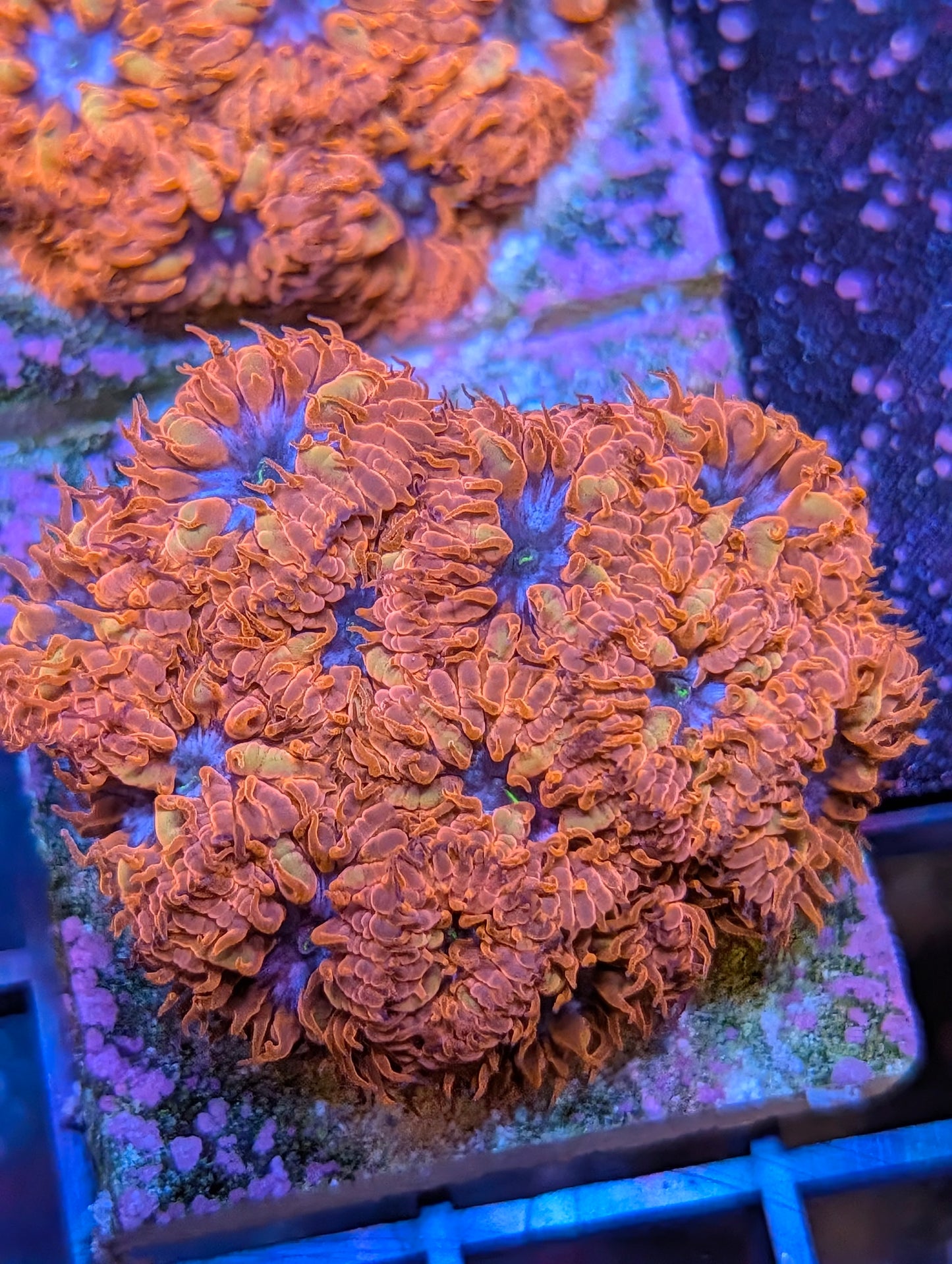 Blue raven blastos
