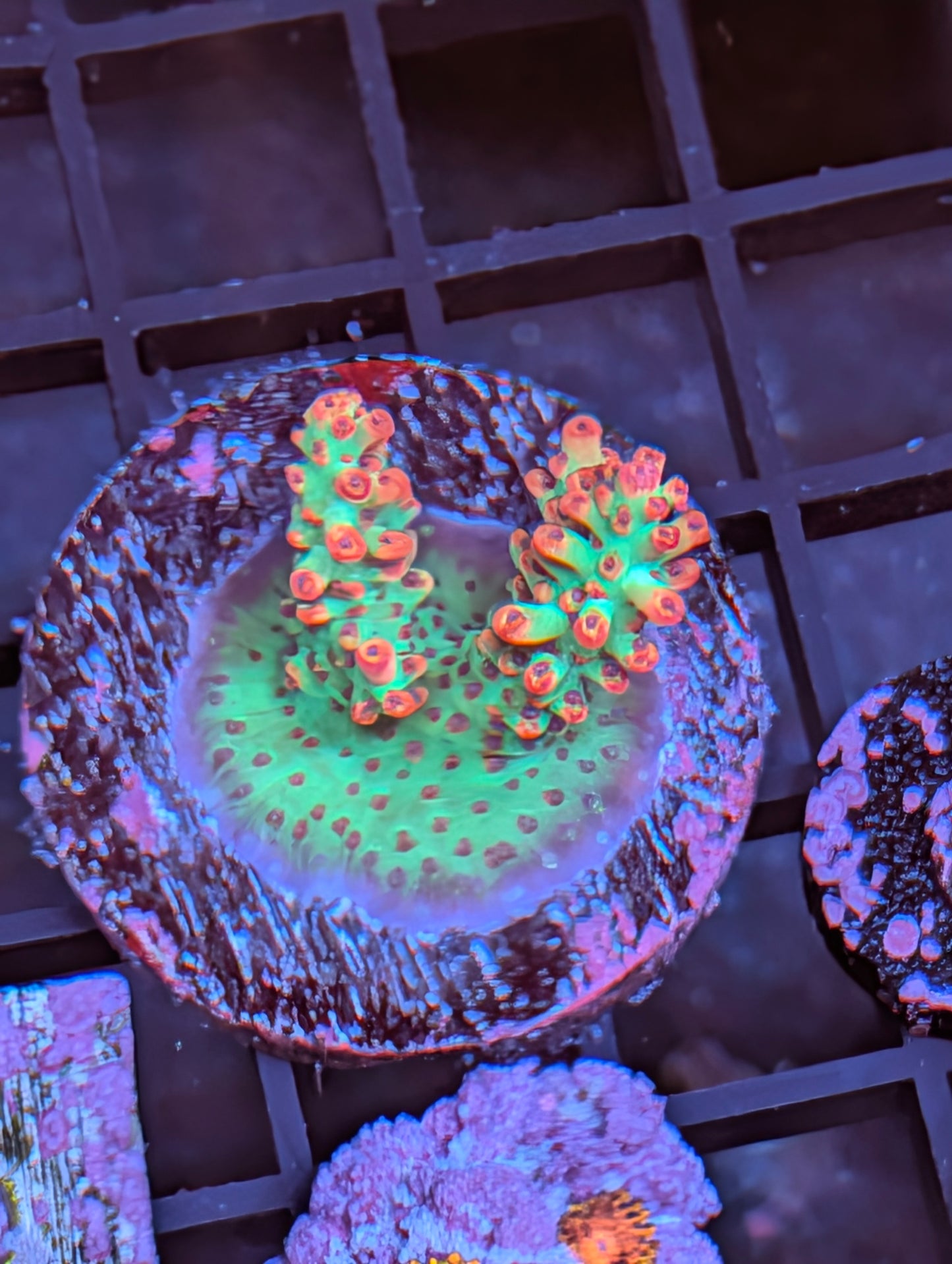 Strawberry Shortcake Acropora Frag