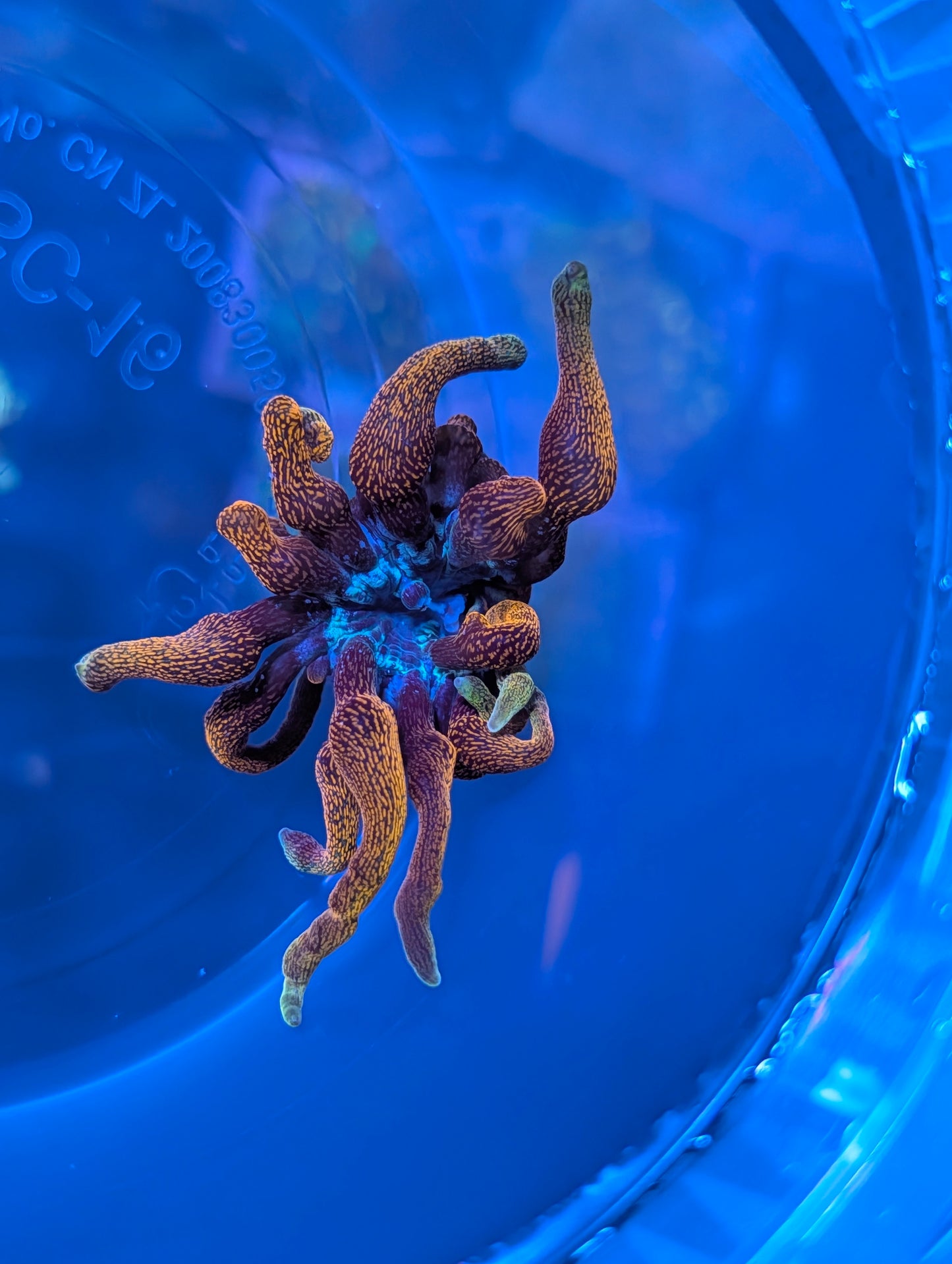 Black Widow Anemone
