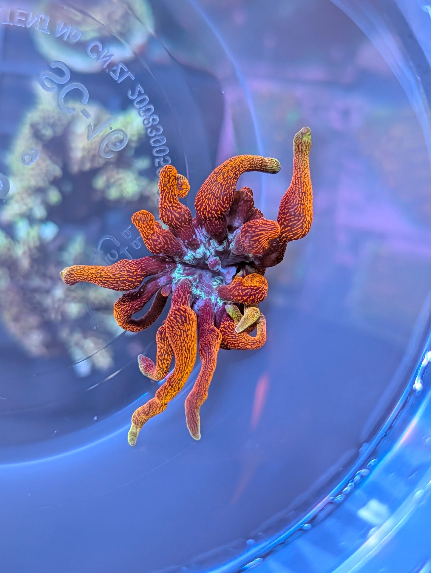 Black Widow Anemone