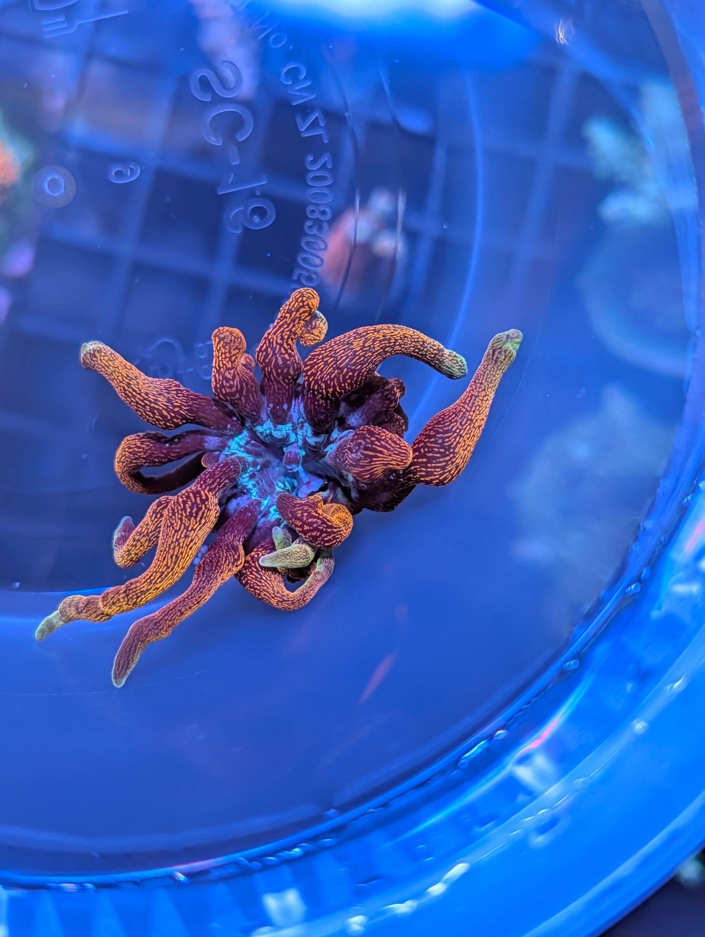 Black Widow Anemone