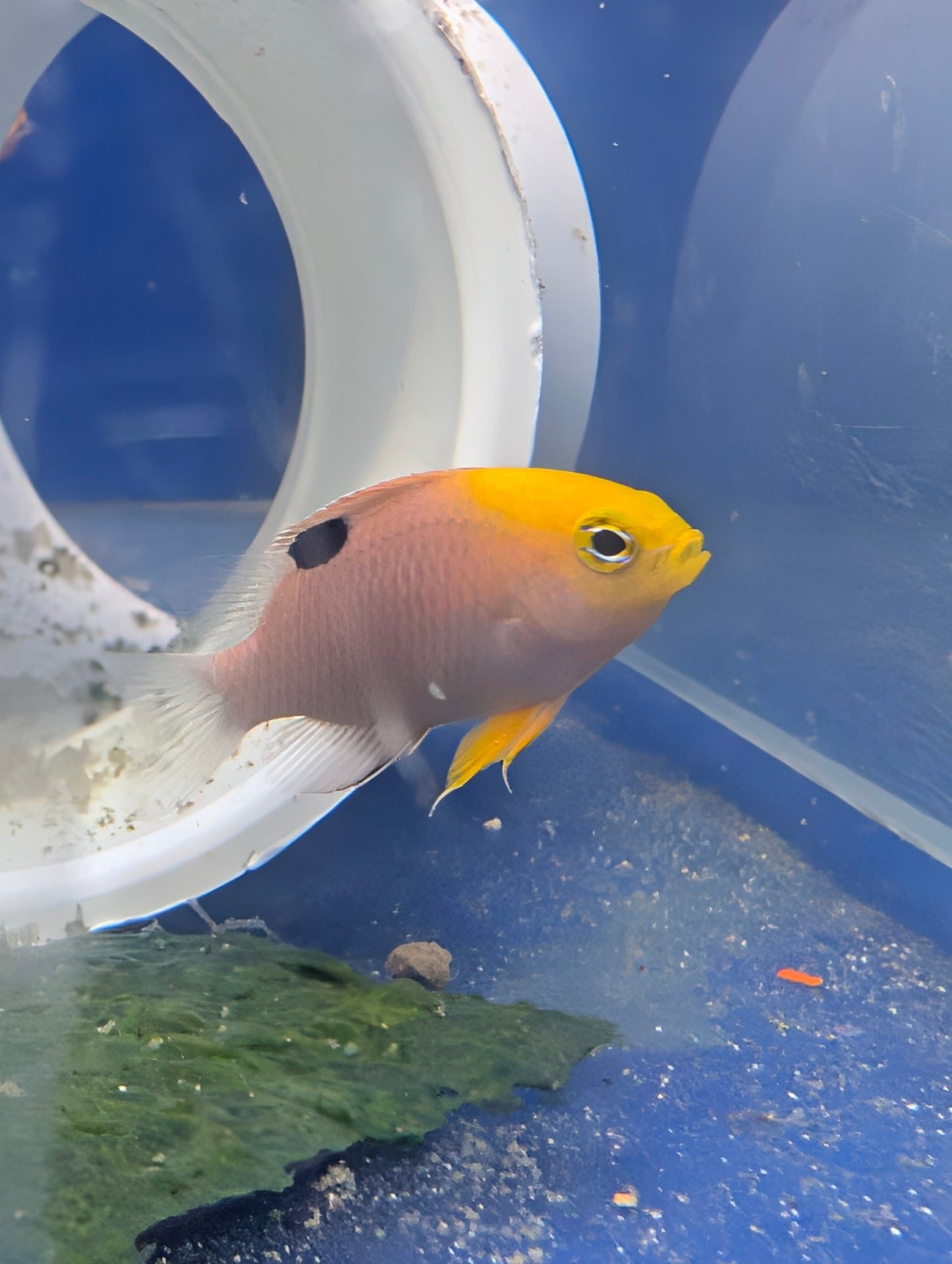 Damsel: Talbot