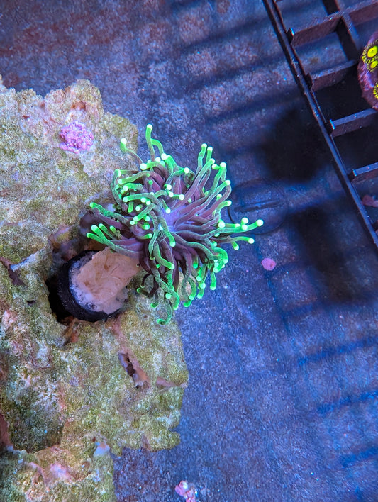 Aussie Gold/Yellow Torch Single Head