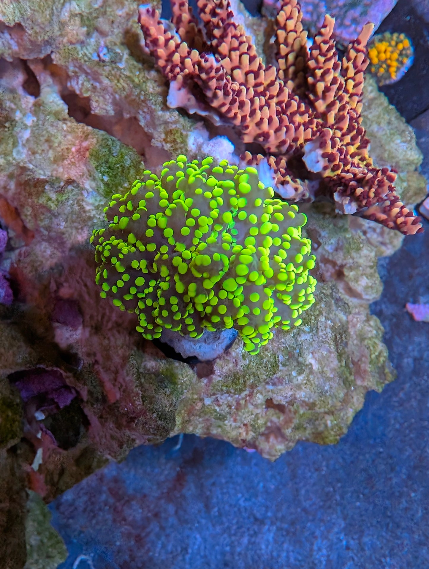 Indo Yellow Branching Yaeyamaensis Frag (Bubbly Frogspawn)