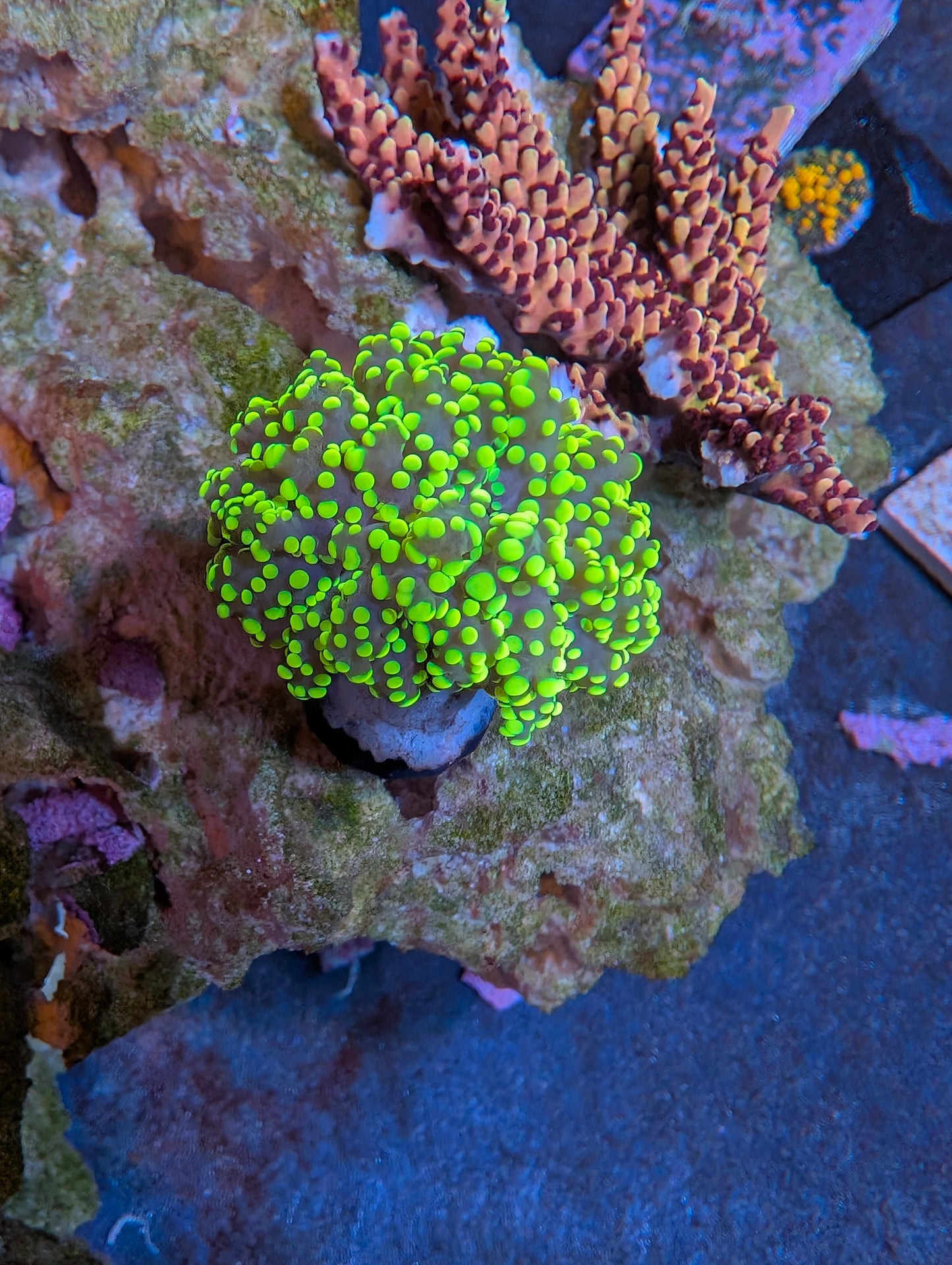 Indo Yellow Branching Yaeyamaensis Frag (Bubbly Frogspawn)