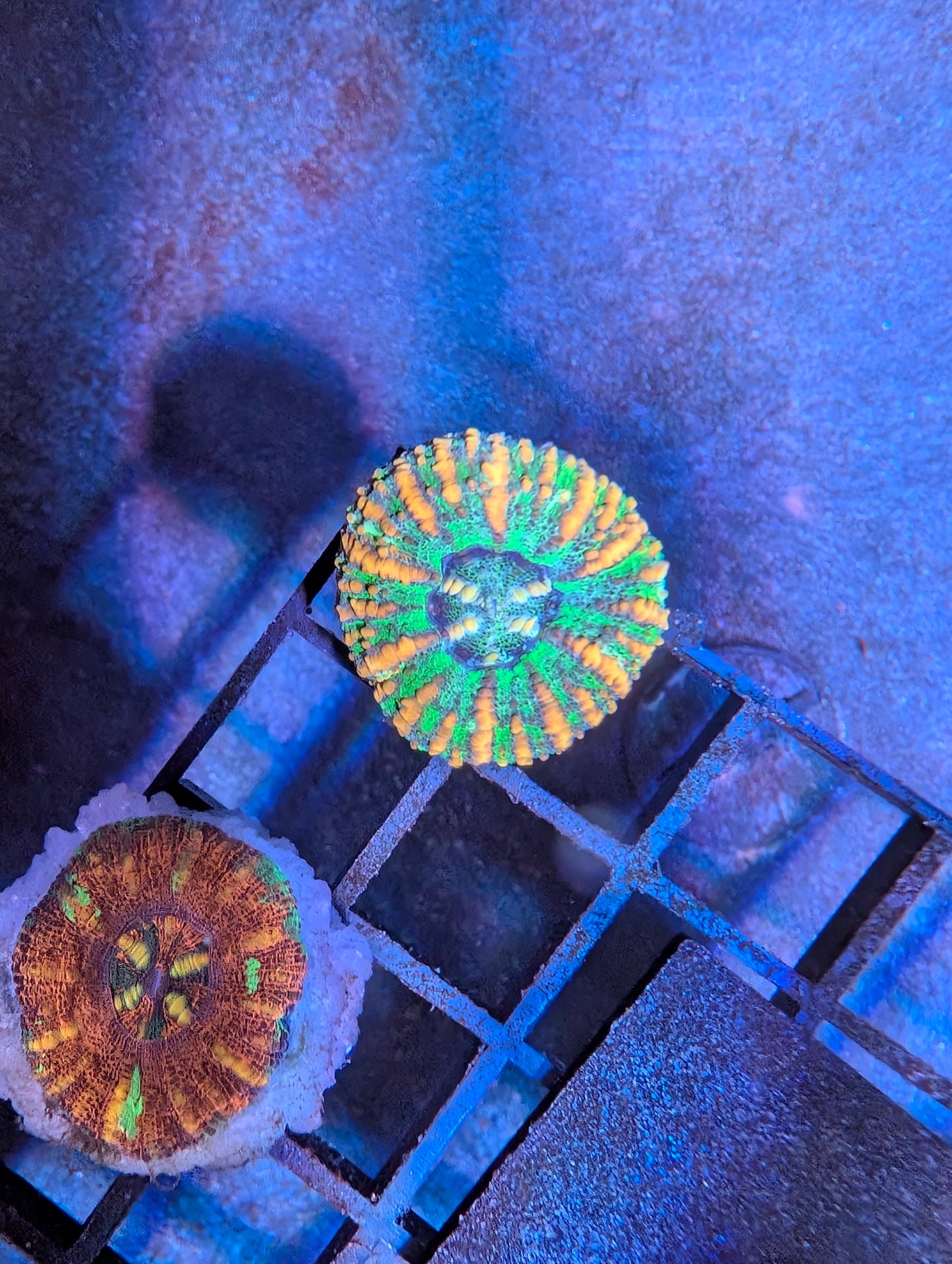 Aussie Mini Scolymia (various colors)