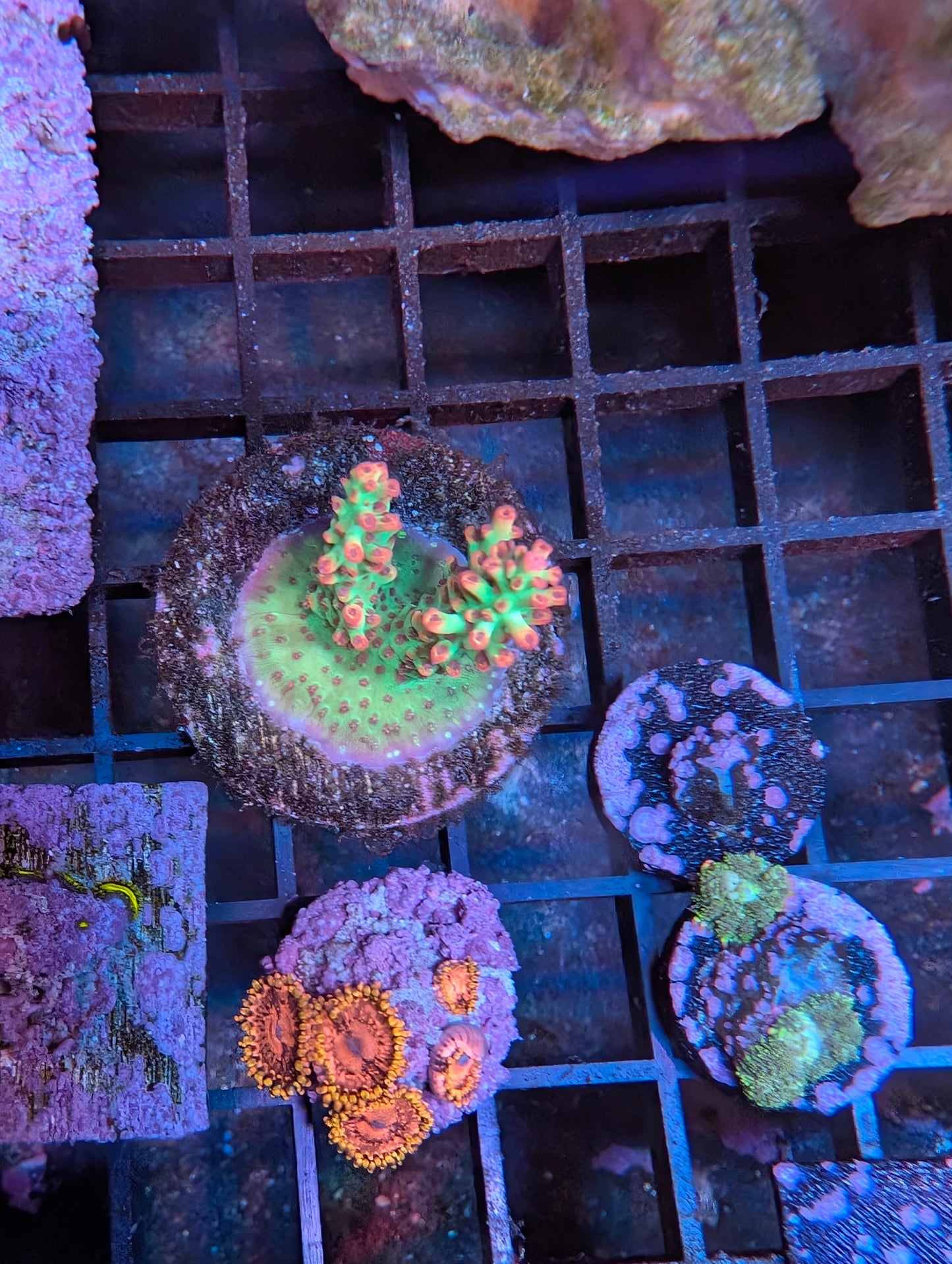 Strawberry Shortcake Acropora Frag