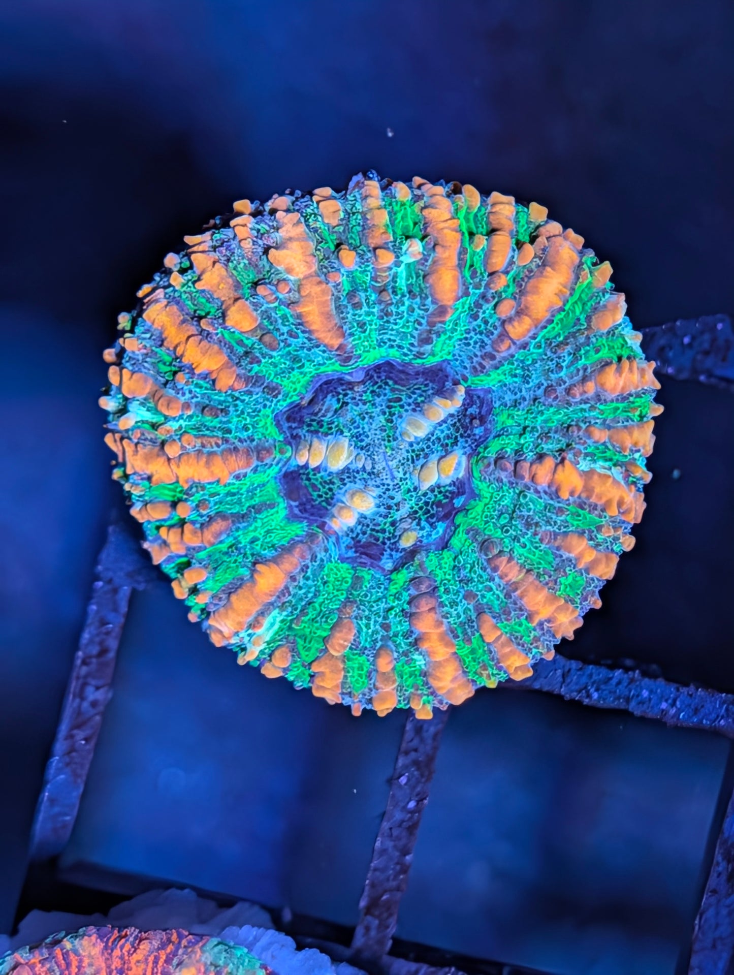 Aussie Mini Scolymia (various colors)