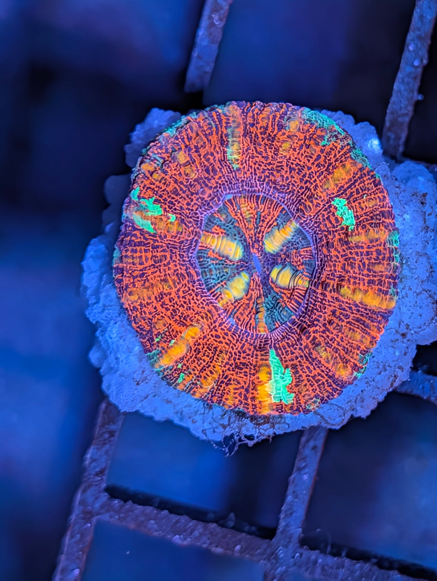 Aussie Mini Scolymia (various colors)