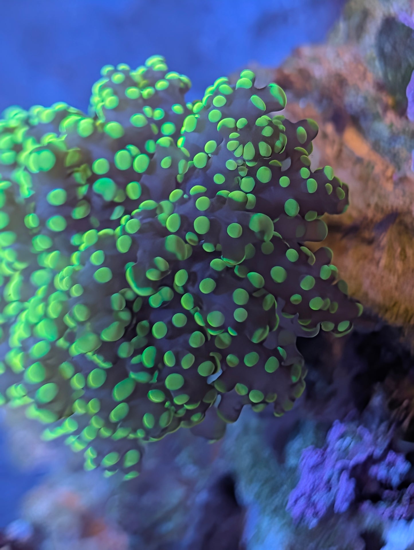 Indo Yellow Branching Yaeyamaensis Frag (Bubbly Frogspawn)