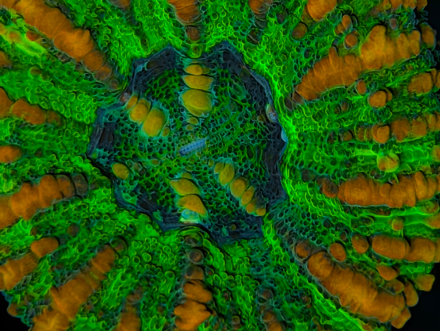 Aussie Mini Scolymia (various colors)