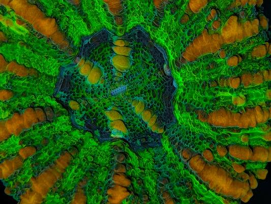 Aussie Mini Scolymia (various colors)