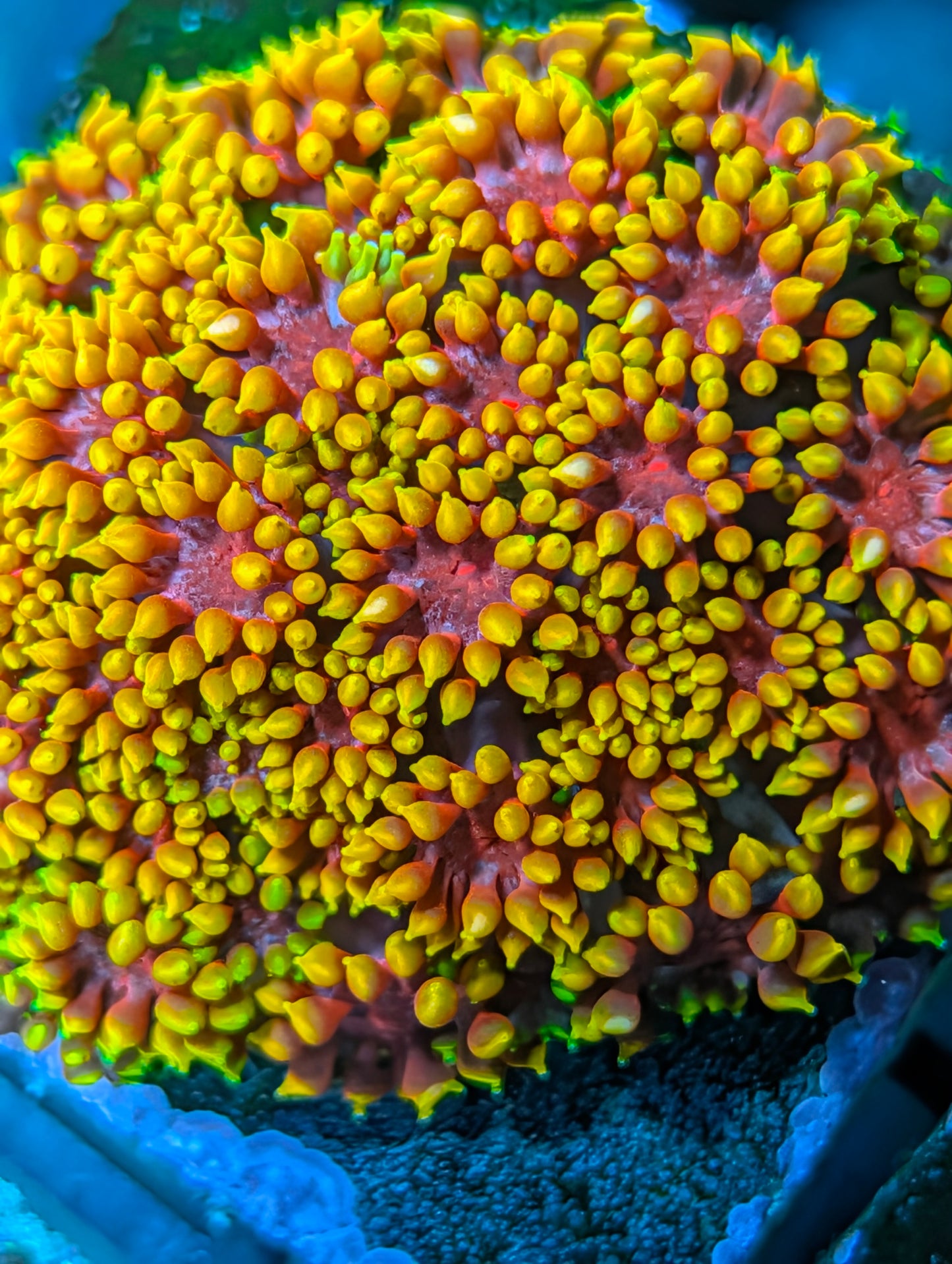TSA Fun Dip Goniopora Coral