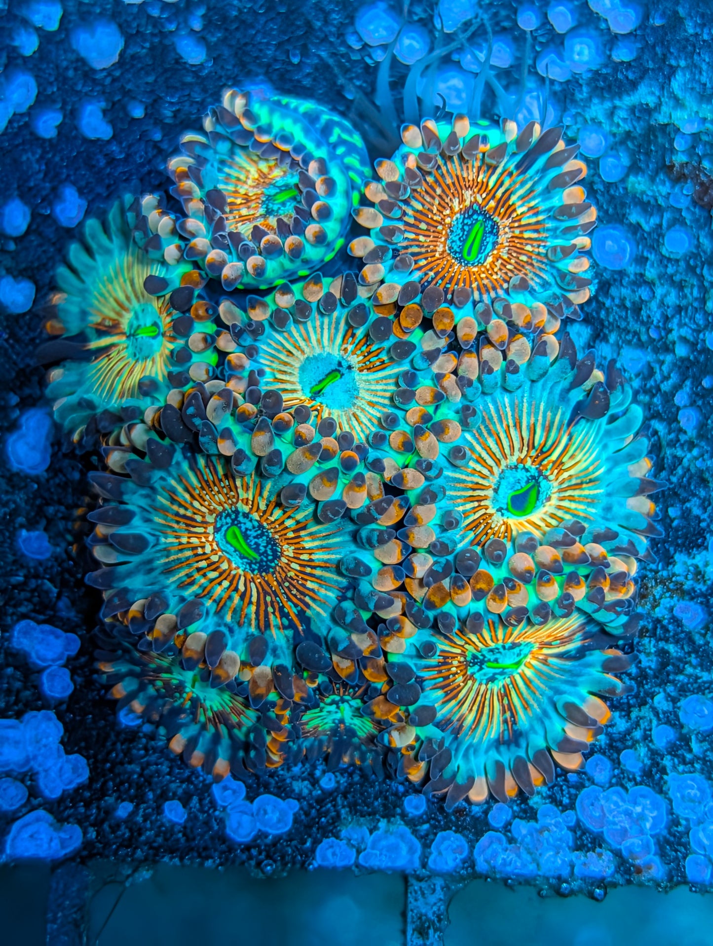 White eyed zombie zoas