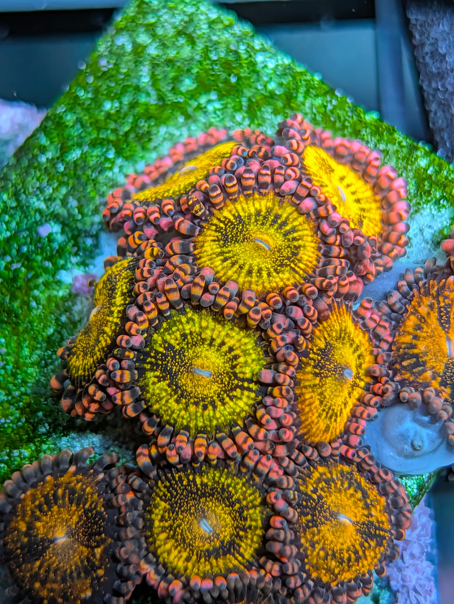 Mohawk zoas