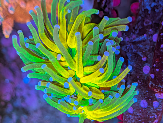 SBB "Yellow Grafted Tiger"