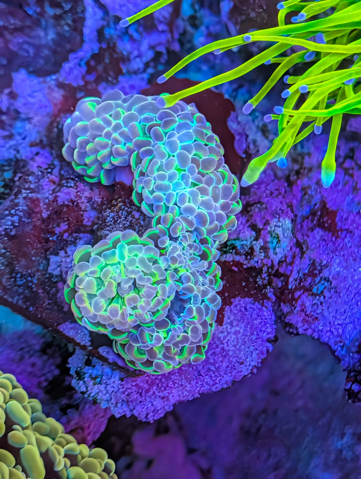 Hologram Hammer