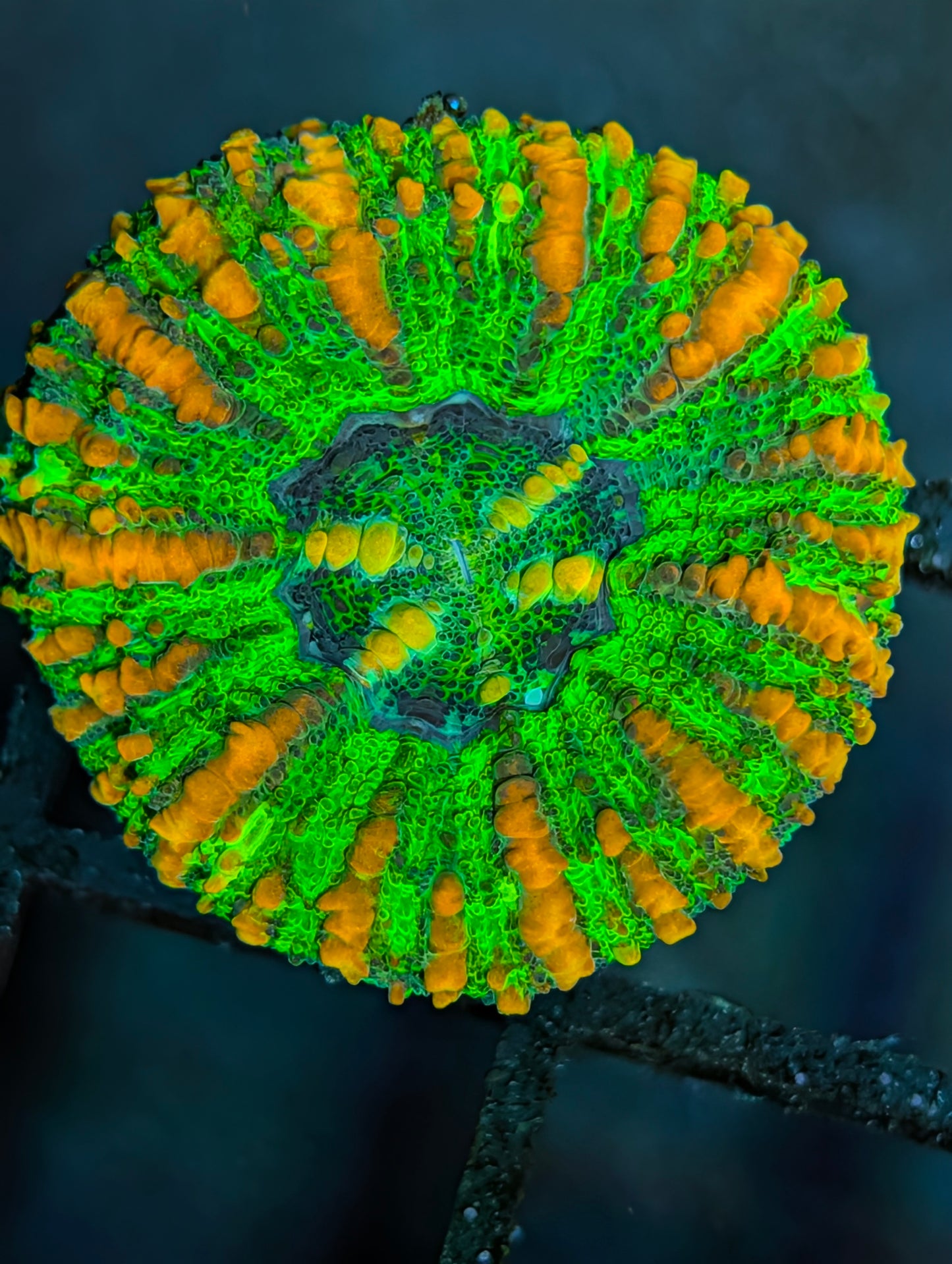 Aussie Mini Scolymia (various colors)