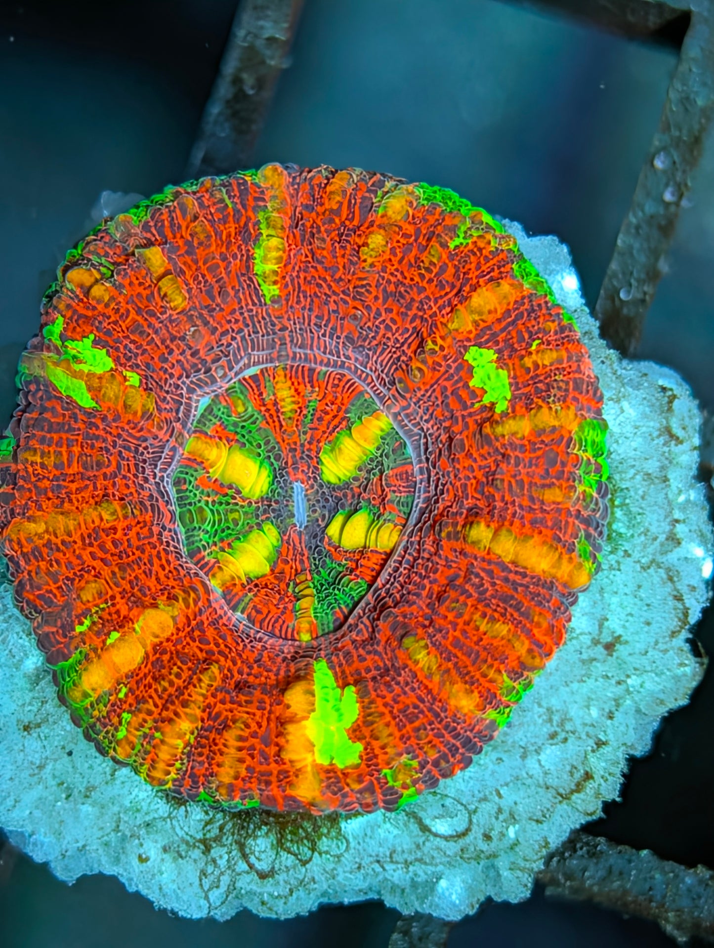 Aussie Mini Scolymia (various colors)