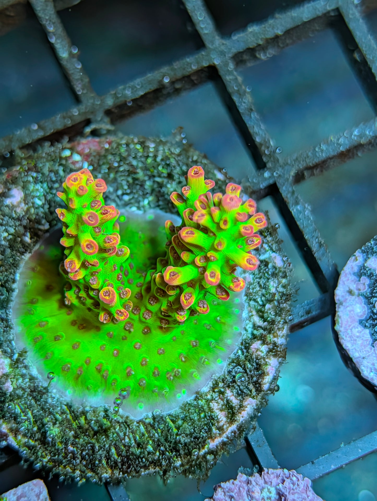 Strawberry Shortcake Acropora Frag