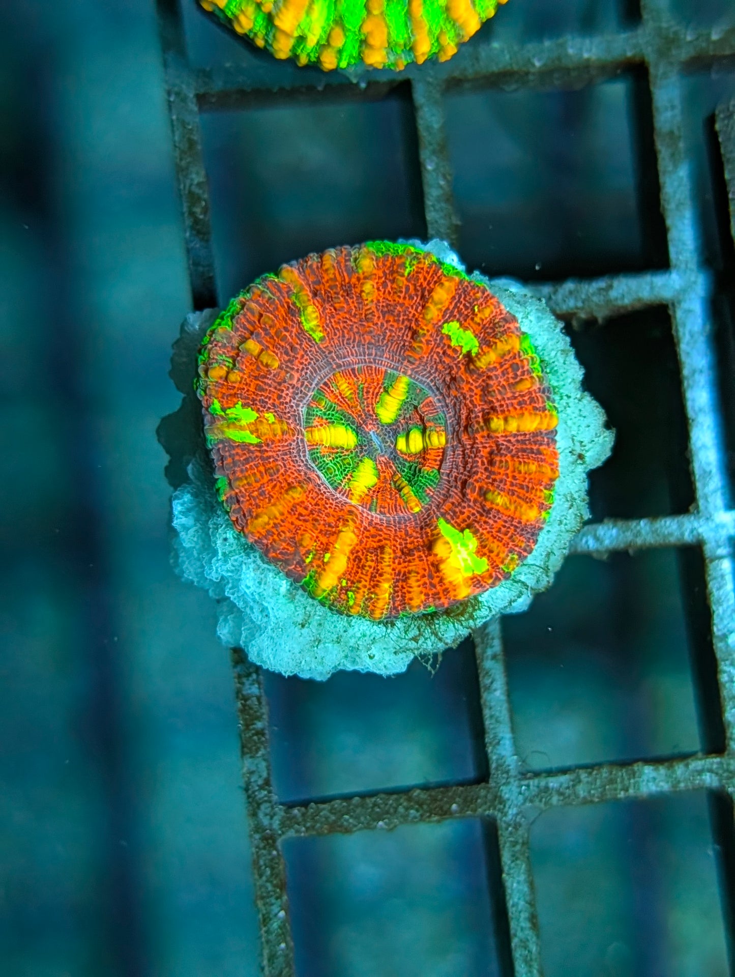 Aussie Mini Scolymia (various colors)