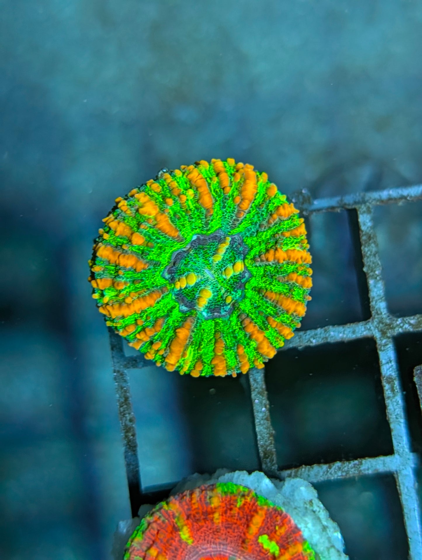 Aussie Mini Scolymia (various colors)