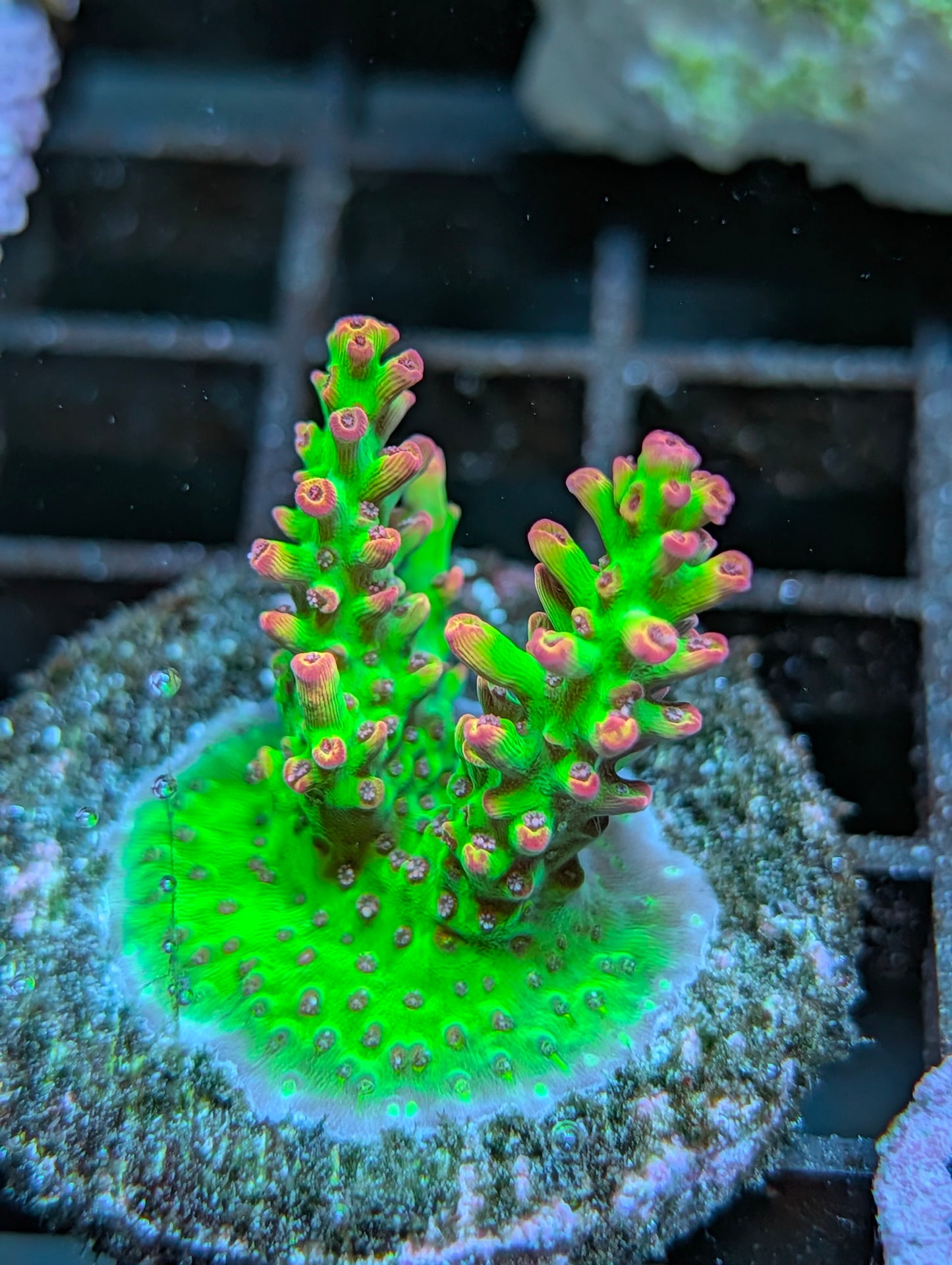 Strawberry Shortcake Acropora Frag