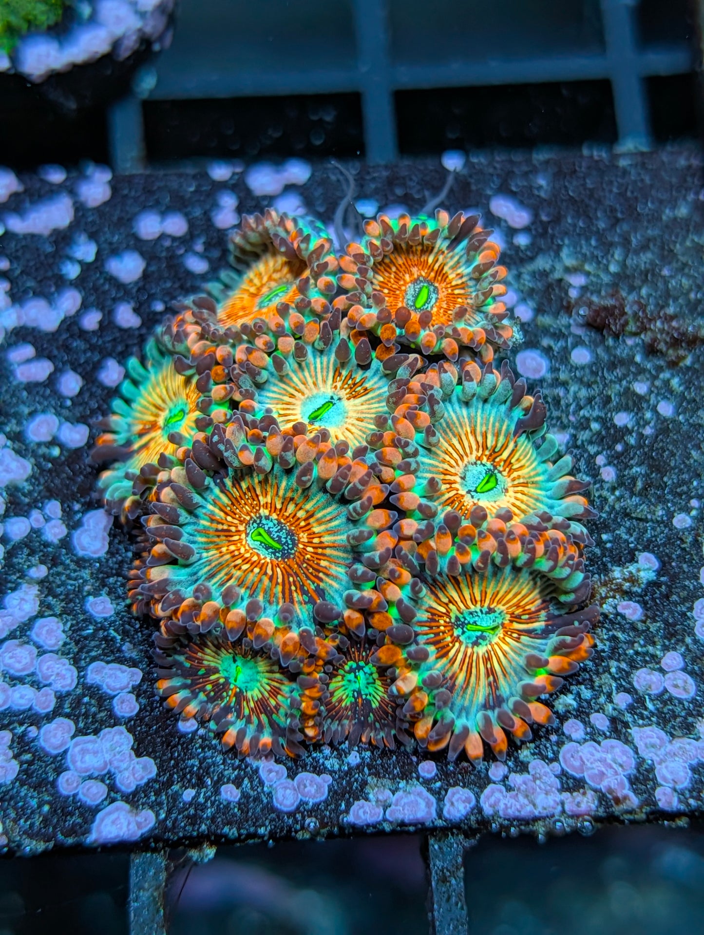 White eyed zombie zoas