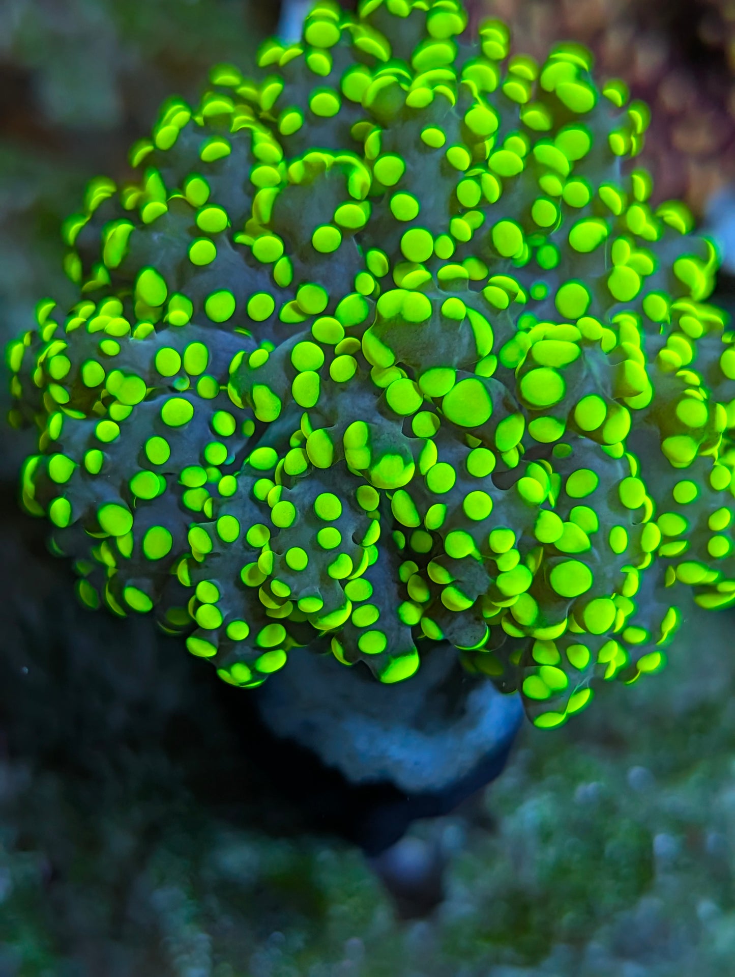 Indo Yellow Branching Yaeyamaensis Frag (Bubbly Frogspawn)