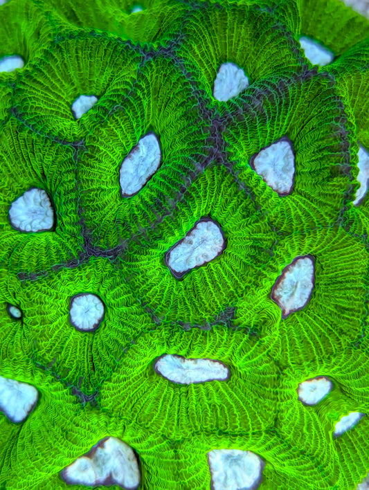 Aussie Goniastrea Moon Favia