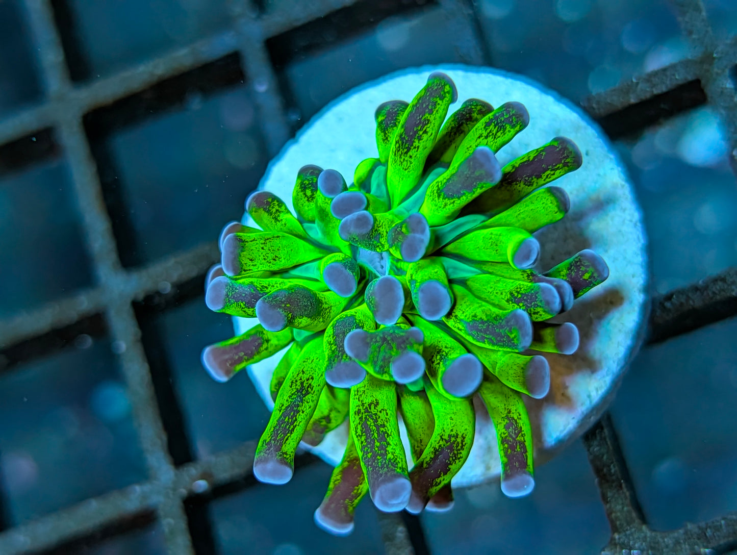 BCP Nuclear Meltdown torch