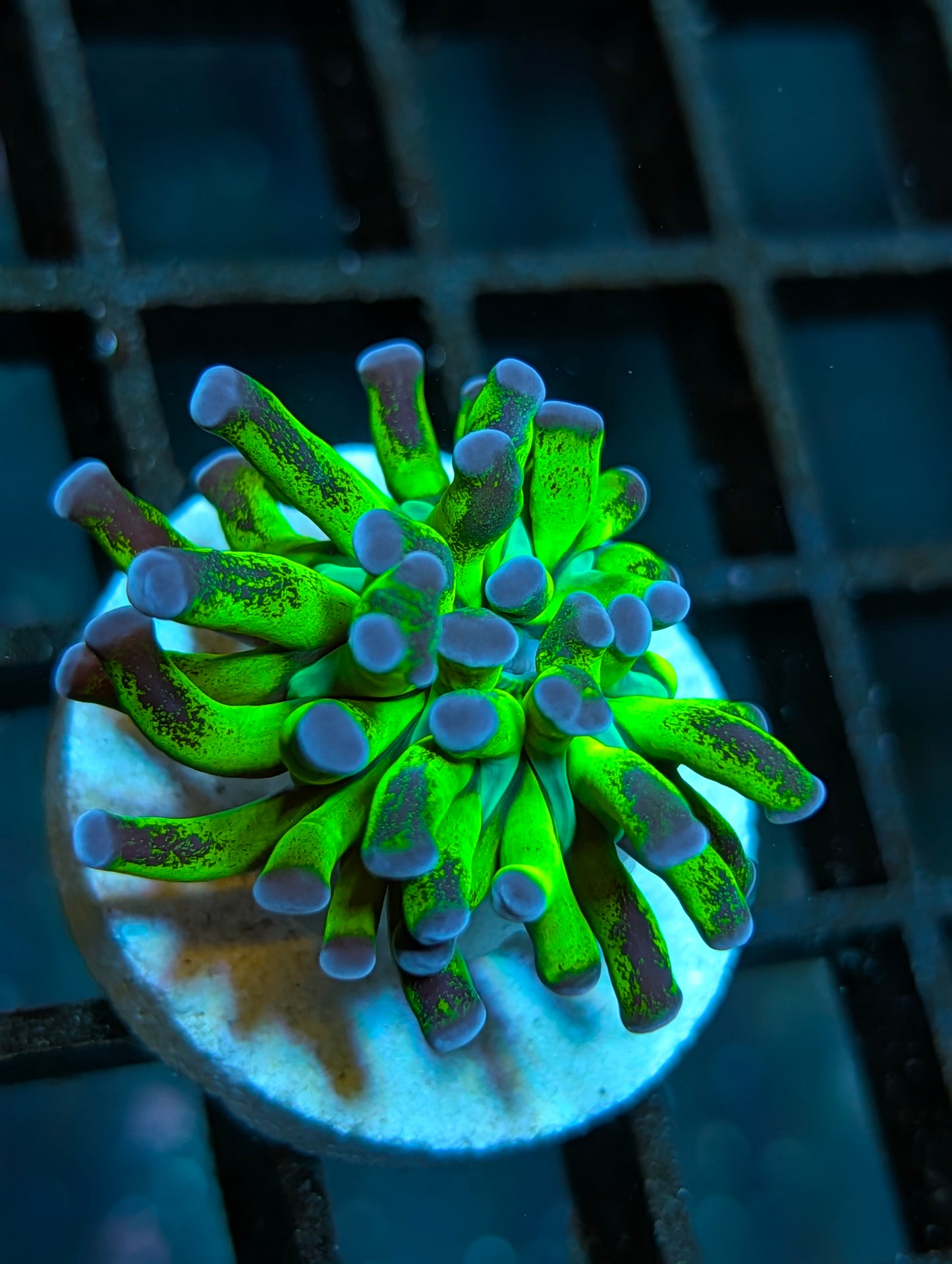 BCP Nuclear Meltdown torch