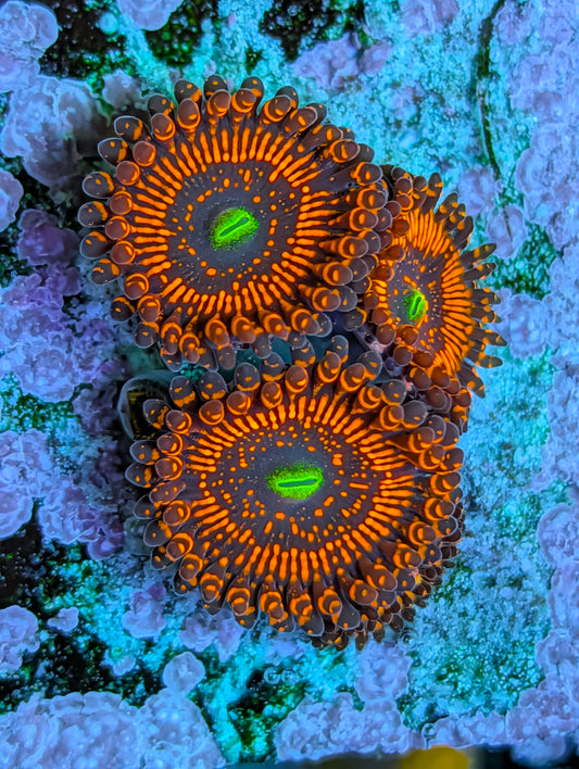Illuminati zoas