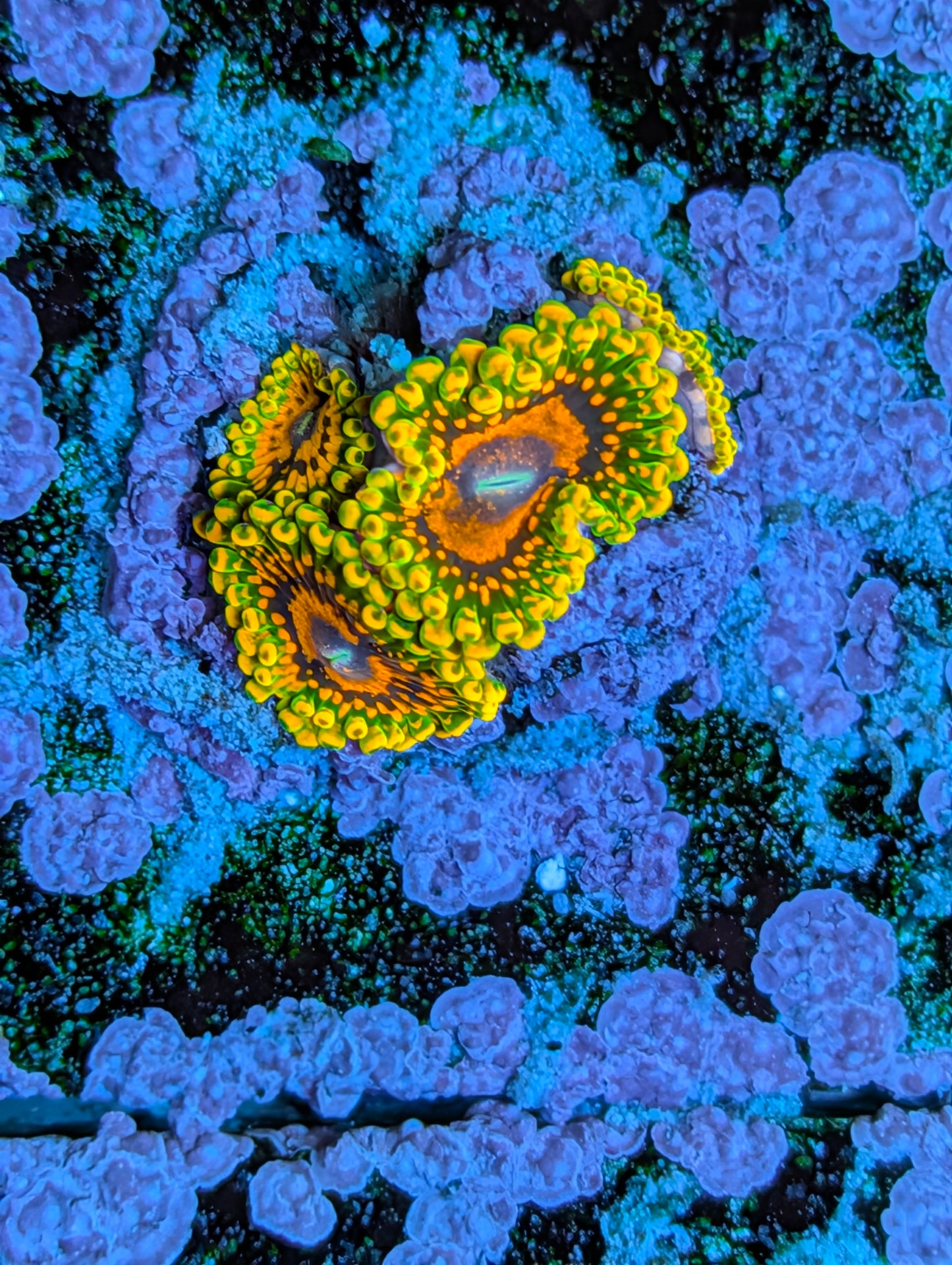 GMK - Grandmaster Krakatoas Zoas