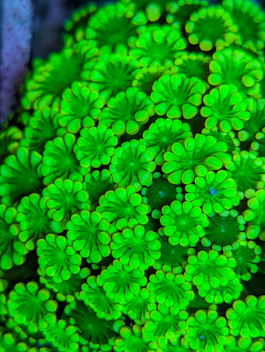 Alveapora