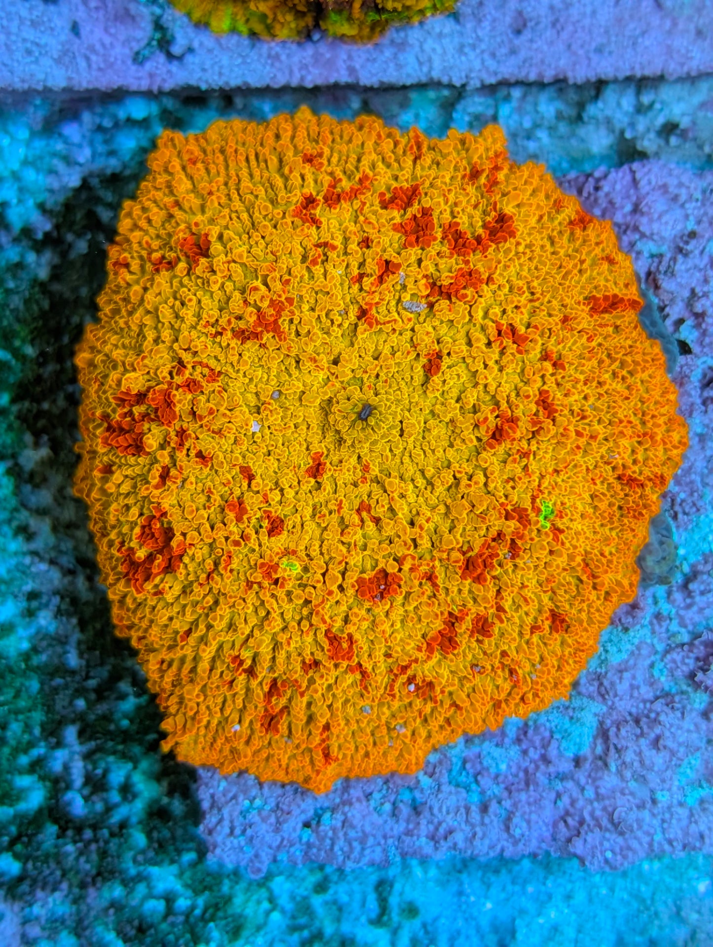 Jaw Breaker Mushroom