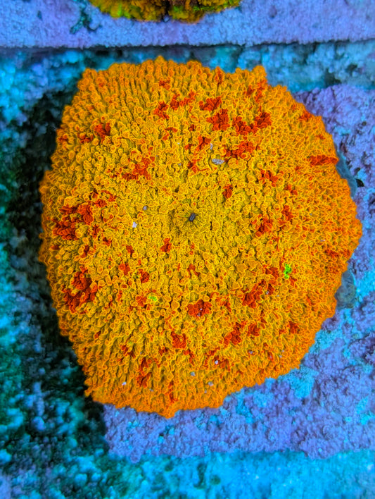 Jaw Breaker Mushroom