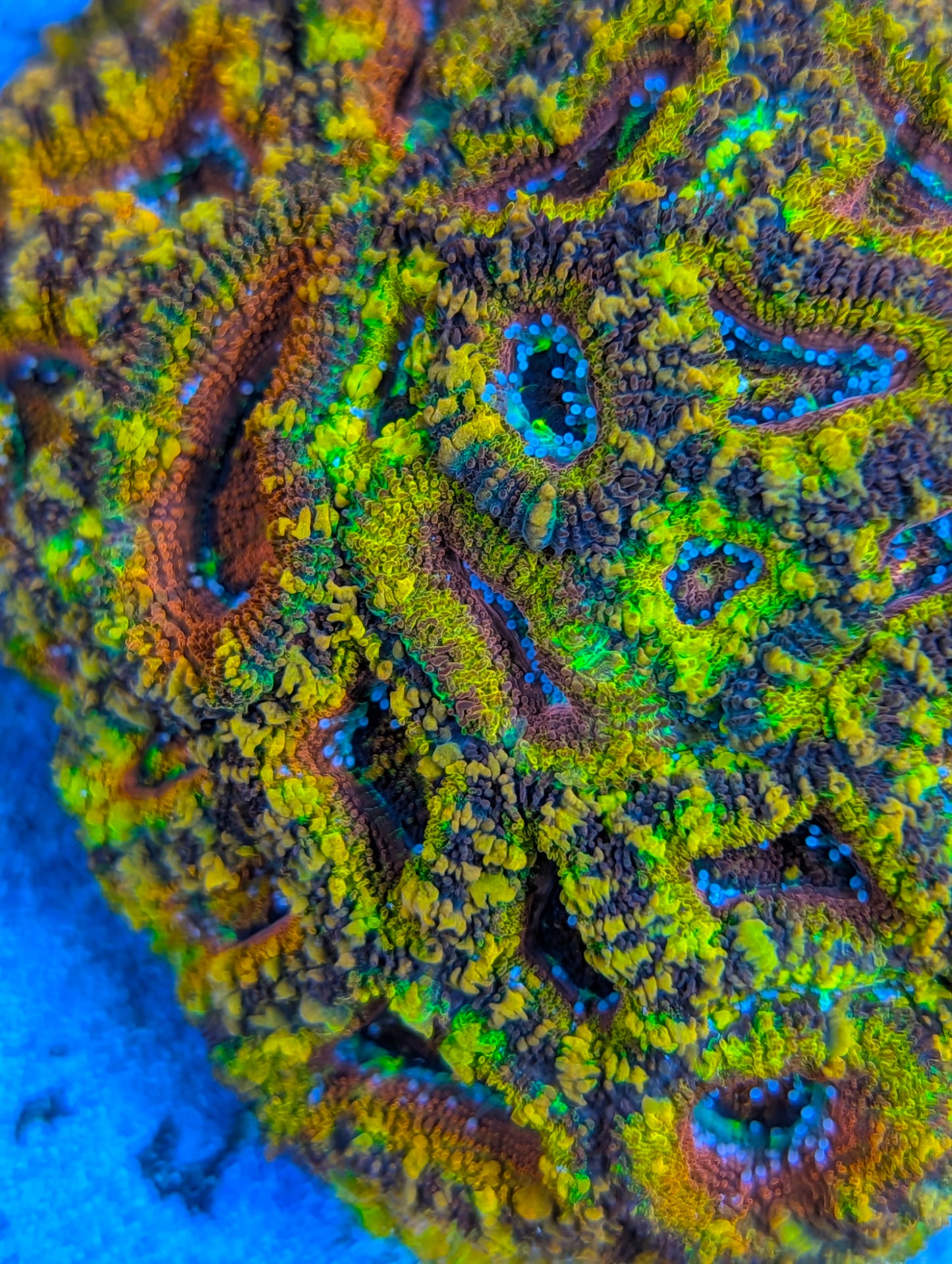 Rainbow acan