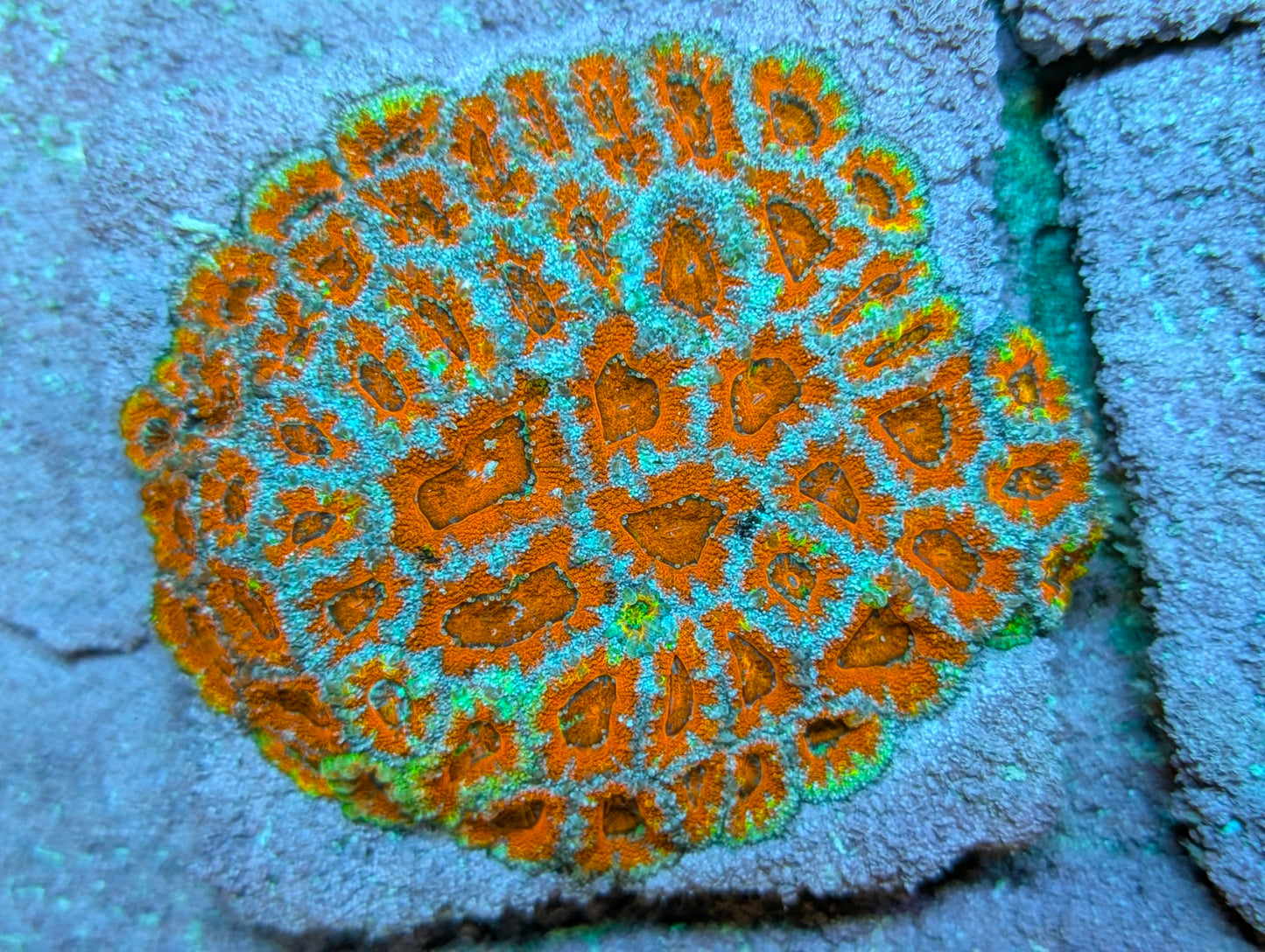 Red and Blue acans