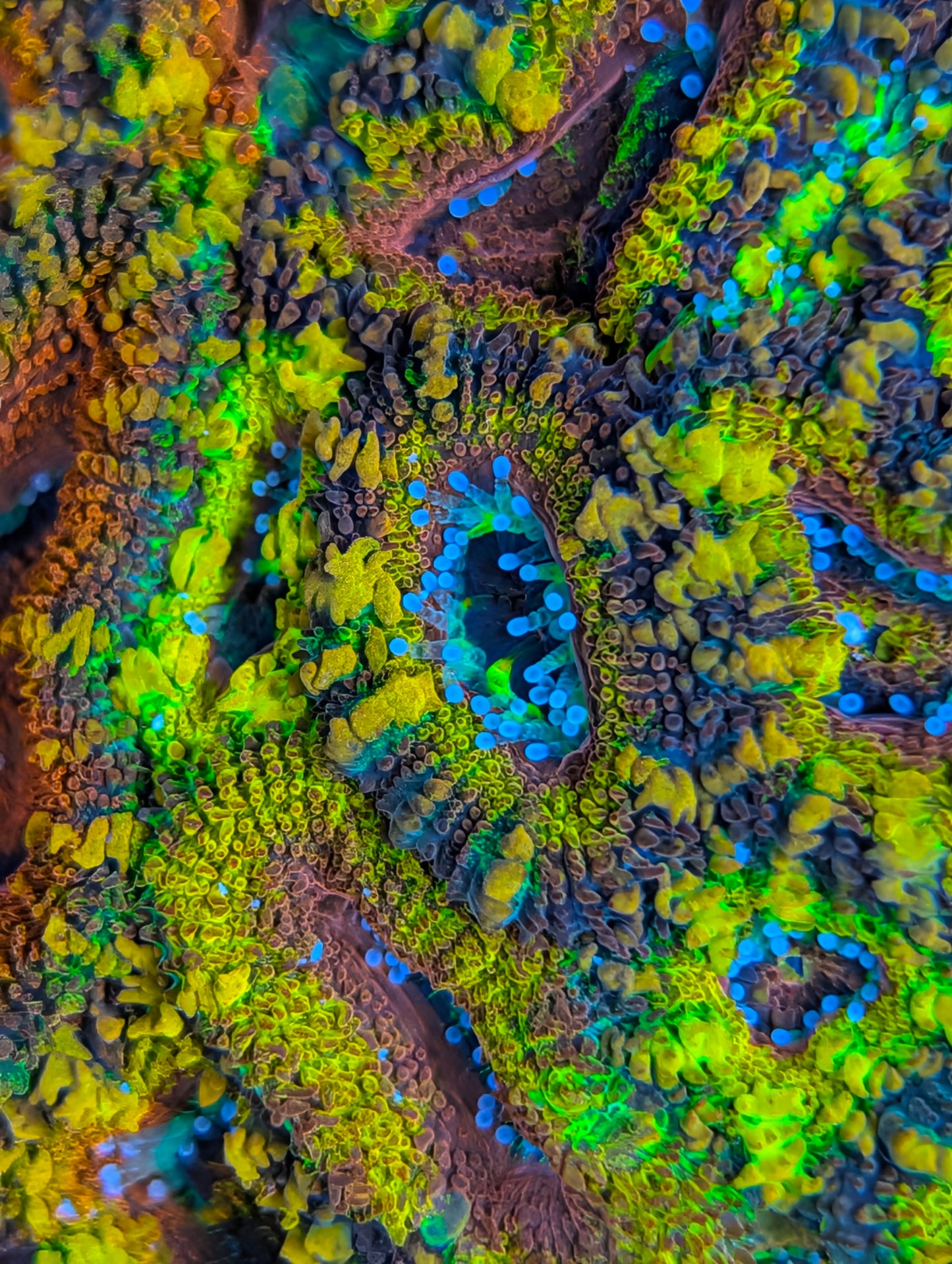 Rainbow acan