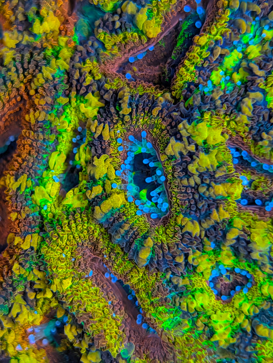 Rainbow acan